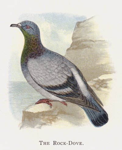 The Rock-Dove by Alexander Francis Lydon